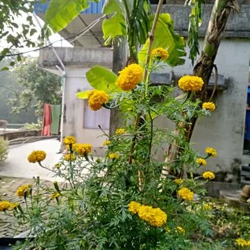Beautiful yellow flower garden in-front of village house beside entrance road Stock Photos