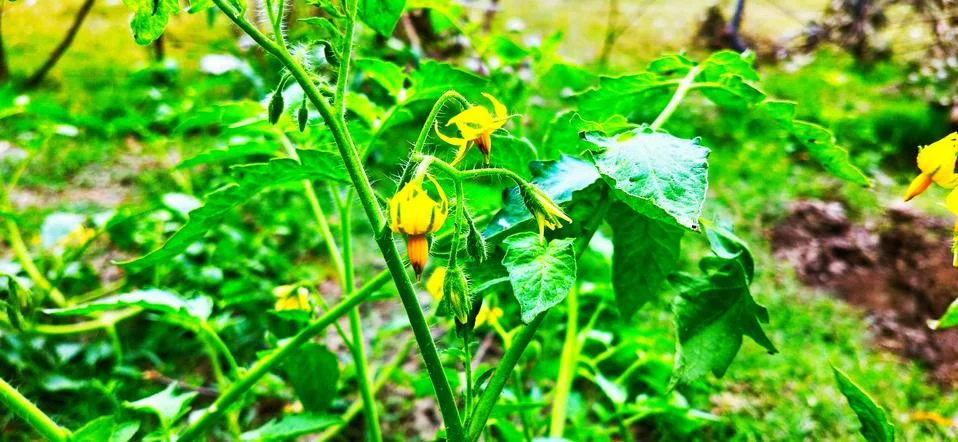 Beautiful yellow flower in green bush Stock Photos