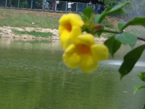 Beautiful yellow flower in Lalbagh biological park Stock Photos