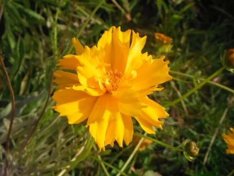 Beautiful Yellow Flower Stock Photos