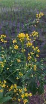 A Beautiful Yellow Flower Whose Name Is Unknown Stock Photos