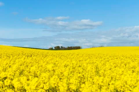 Beautiful yellow flowering rape field in Normandy, France. Country agricultural 스톡 사진