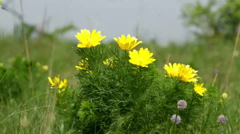Beautiful yellow flowers of Adonis (Adonis vernalis) Stock Footage 24789075