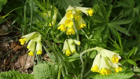 Beautiful yellow flowers called Stock Footage 331169626