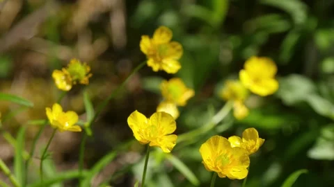 Beautiful yellow flowers called Stock Footage 331169725