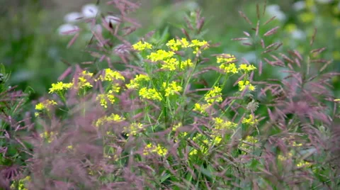 Beautiful yellow flowers Stock Footage 50239209