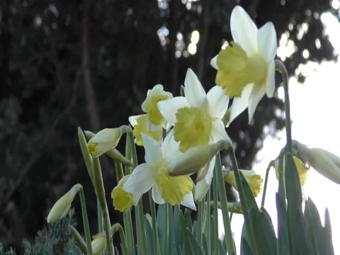 Beautiful yellow flowers. Stock Footage 73098357