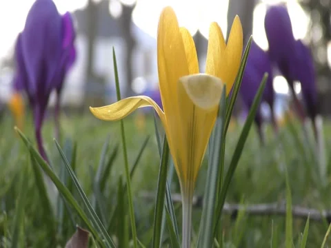 Beautiful yellow flowers. Stock Footage 73100866