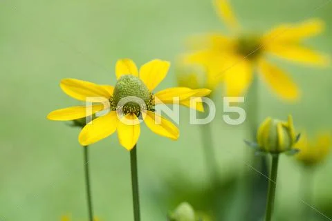 Beautiful yellow flowers Stock Photos