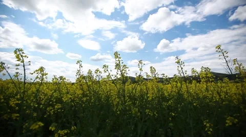Beautiful yellow flowers of rapeseed fields and whit clouds Stock Footage 49520955