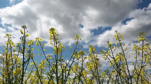 Beautiful yellow flowers of rapeseed fields and whit clouds Stock Footage 49524949