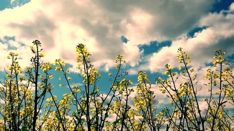 Beautiful yellow flowers of rapeseed fields and whit clouds Stock Footage 49524978