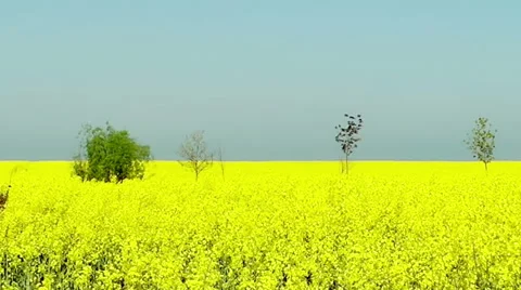 Beautiful Yellow Flowers Of Rapeseed Fields small trees Video stock 62861736