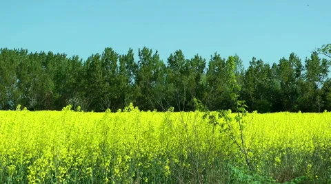 Beautiful Yellow Flowers Of Rapeseed Fields Trees on the Background Stock Footage 62861848