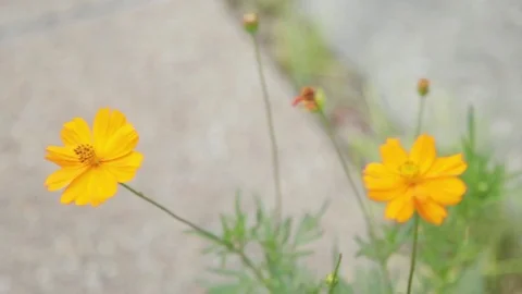 Beautiful Yellow Flowers In The Wind Stock Footage