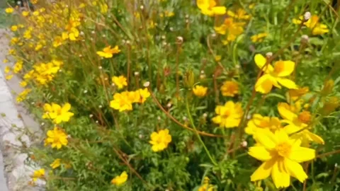 Beautiful yellow Stock Footage 243062773