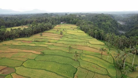 Beautiful yellow-green patchwork of ripe rice fields, aerial shot of Bali Stock-Footage 197764771