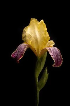 Beautiful yellow iris on a black background. Stock Photos
