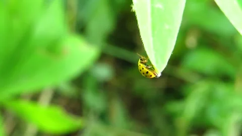 Beautiful yellow ladybug on a leaf Stock Footage 201221326