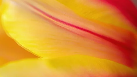 Beautiful yellow leaf Stock Footage 154498961