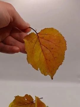 A beautiful yellow leaf in the hands Stock Photos