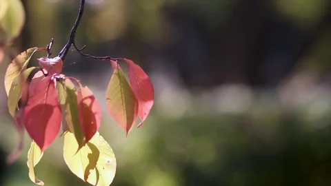 Beautiful yellow leaves develop in the wind. Morning in the autumn park. Stock Footage 116714684