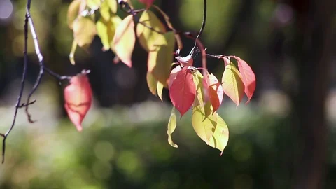 Beautiful yellow leaves develop in the wind. Morning in the autumn park. Stock Footage 116714714