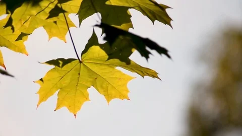 Beautiful yellow leaves develop in the wind. Morning in the autumn park. Stock Footage 116714736