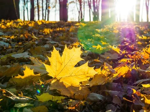 Beautiful yellow maple leaf in sunset light 스톡 사진