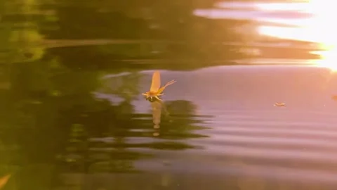 Beautiful yellow mayfly insect floating on quiet pond water Vídeo Stock 332830359