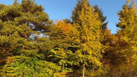 Beautiful yellow mixed vegetation Stock Footage 221621946