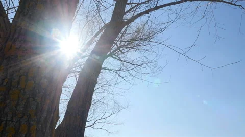 Beautiful yellow moss on a tree without leaves. wildlife Stock Footage 126927784