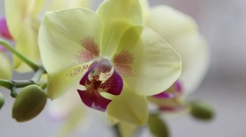 Beautiful yellow orchid Stock Footage 45280636