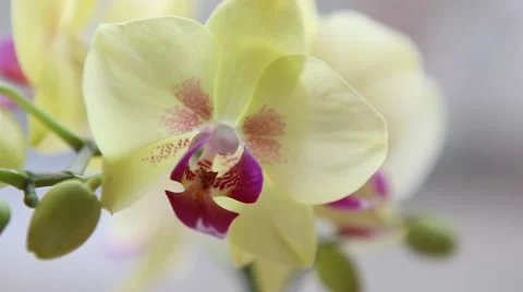 Beautiful yellow orchid Video stock 45280640