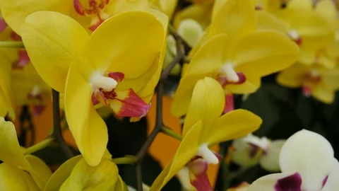 Beautiful yellow orchids Vídeos de archivo 75069119