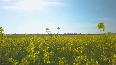 Beautiful yellow rape fields in spring sun Video stock 194913636