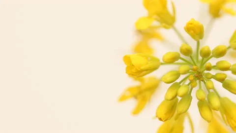 Beautiful yellow rape flower in studio view for design 库存影片 162574998