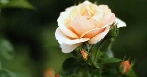 Beautiful Yellow Rose Blooming In The Sun Stock Footage 123775375