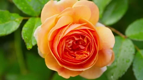 Beautiful yellow rose close-up background video Stock Footage 248914343
