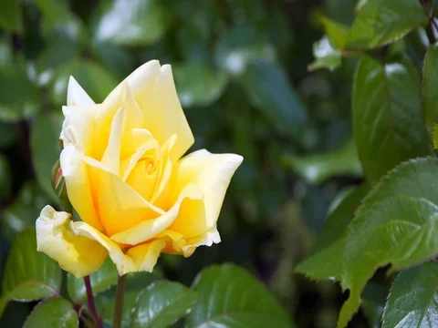 Beautiful yellow rose in Sunny weather Stock Footage