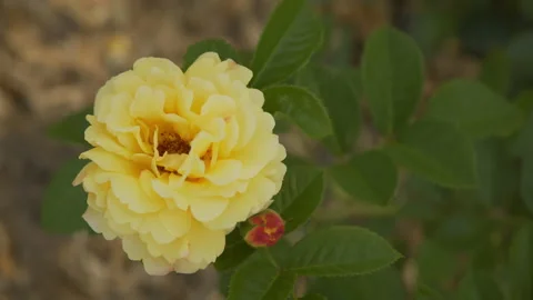 Beautiful yellow rose sways in the wind Stock Footage 201054249