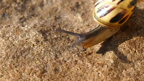 Beautiful yellow Snail Stock Footage 266597181