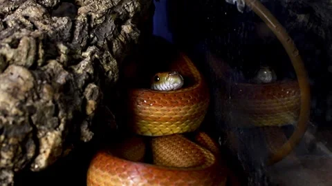 Beautiful Yellow Snake. Corn snake coiled up in terrarium. Stock Footage 316963676