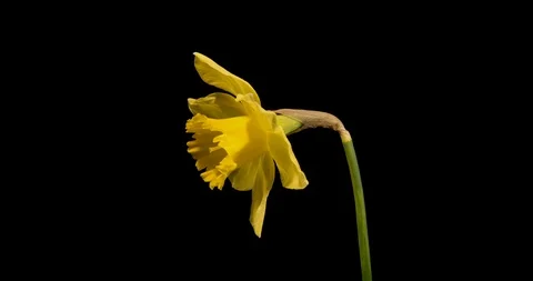 Beautiful yellow spring daffodil time-lapse on black background Video stock 87878037
