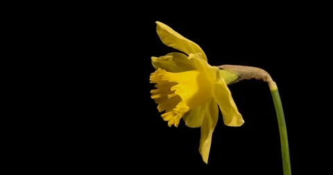 Beautiful yellow spring daffodil time-lapse, copy-space Vídeos de archivo 87878179