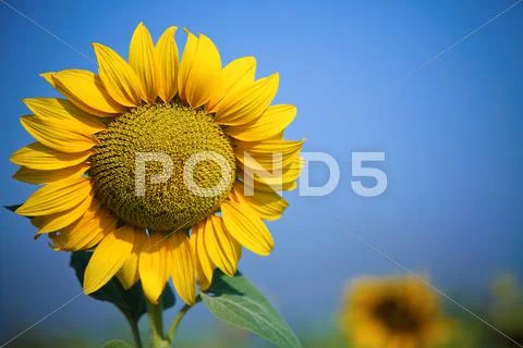 Beautiful yellow sunflower Stock Photos