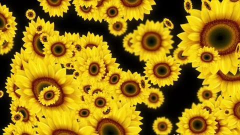 Beautiful Yellow sunflowers falling down 3D Flower Animation background coming Stock Footage 292094331