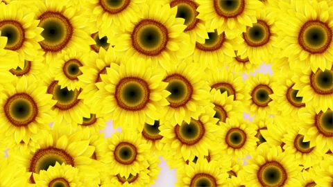 Beautiful Yellow sunflowers falling down 3D Flower Animation background. Stock Footage 293004806