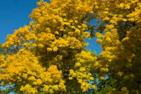 Beautiful yellow tree in fall Stock Photos