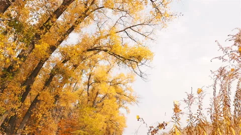 Beautiful yellow trees in the fall. Falls foliage from the trees. Slow motion Stock Footage 101740800